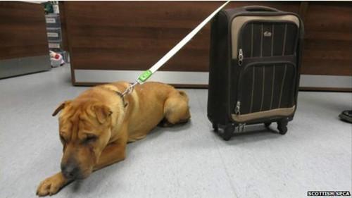 這只雄性的雜交沙皮犬被連同行李箱被拴在火車站外的欄桿上。
