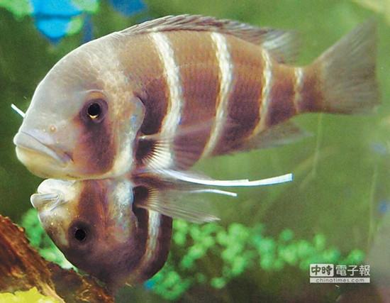 這對連體魚上面的哥哥體型較大，約是下面弟弟的2倍