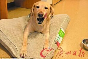 機(jī)智的導(dǎo)盲犬尤蘭達(dá)。