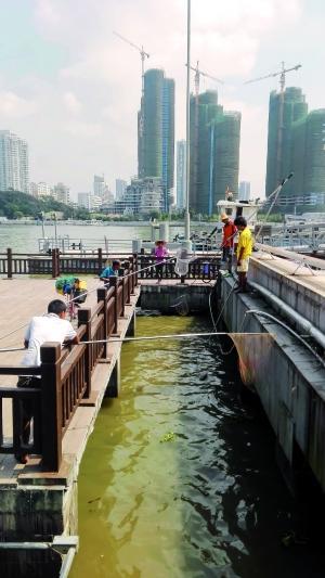 一群人正在打撈放生的龜、魚等。信息時報記者 陳文杰 攝
