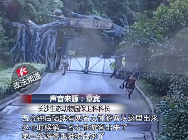 2女1男為逃票翻墻進(jìn)動物園 落地時周圍站了7只虎