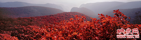 驚艷今秋,紅動(dòng)中國 青天河景區(qū)推賞紅葉惠民活動(dòng)