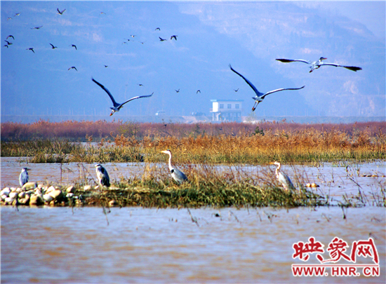 　　小浪底景區(qū)第五屆“觀鳥季”開幕