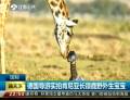 德國導(dǎo)游實(shí)拍肯尼亞長(zhǎng)頸鹿野外生寶寶
