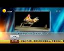 雄雞靚照催生優(yōu)質蛋？看臉世界讓人心碎