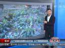兒子圣誕沒錢跟女友約會(huì) 父子竟偷菜賣錢