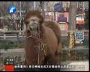 駱駝肉當(dāng)街叫賣合法？