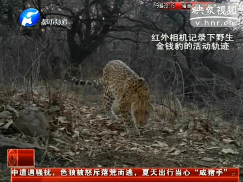 萌萌噠！濟(jì)源首次拍到金錢(qián)豹