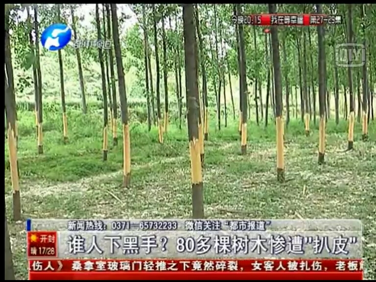 80多棵樹被“扒皮” 誰痛下黑手？