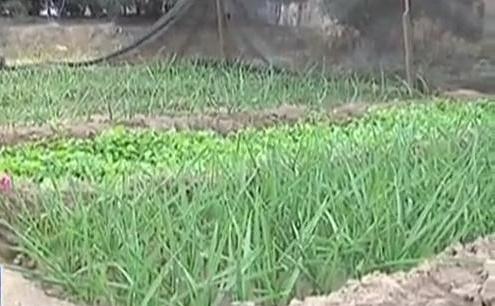 生態(tài)廊道變菜園 誰干的？