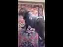 醉酒的貓咪回到家后各種搞笑！