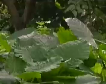 公園品嘗樹(shù)葉 中毒腫成厚臉皮