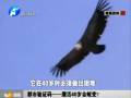 都市驗(yàn)證碼——鷹活40歲會(huì)蛻變？