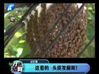 這看的 頭皮發(fā)麻呀！-打漁曬網(wǎng)