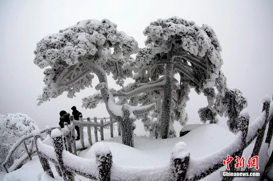12月18日，雪后的安徽黃山風(fēng)景區(qū)出現(xiàn)了大面積雪凇美景，銀裝素裹，玉樹瓊枝，游人置身其間，如醉如癡。