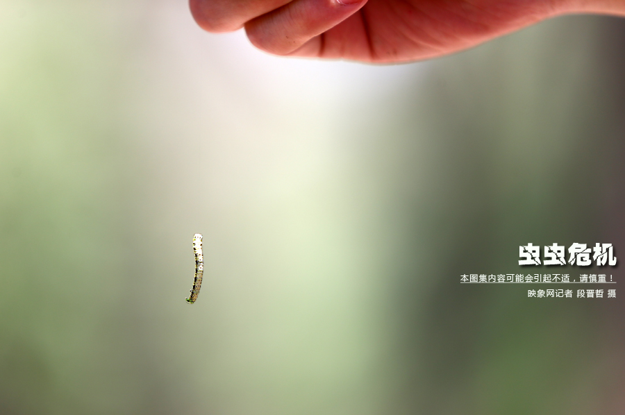 當(dāng)小蟲子從樹上垂絲而下懸在半空中時(shí)，給路上的行人帶來諸多不便