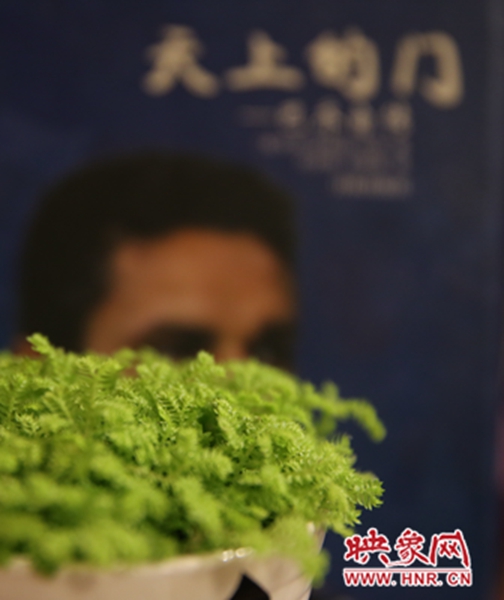 書架上精心布置的綠色植物。