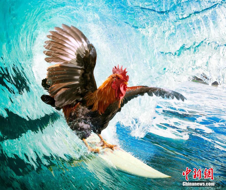 有趣！英國一公司推出公雞日歷